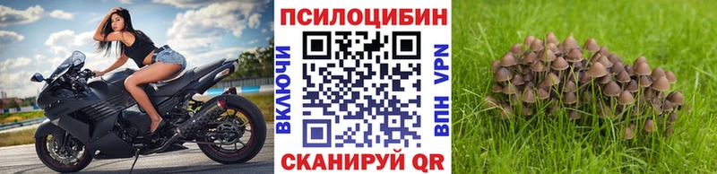 Купить  Озёрск  Галлюциногенные грибы Psilocybe 
