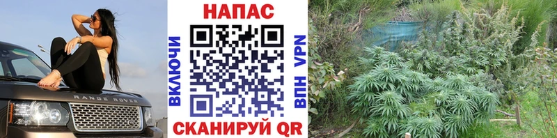 Купить  Озёрск  Канабис Amnesia 
